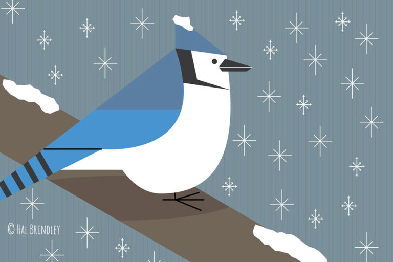 blue jay illustration