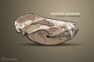 Opossum skull illustration