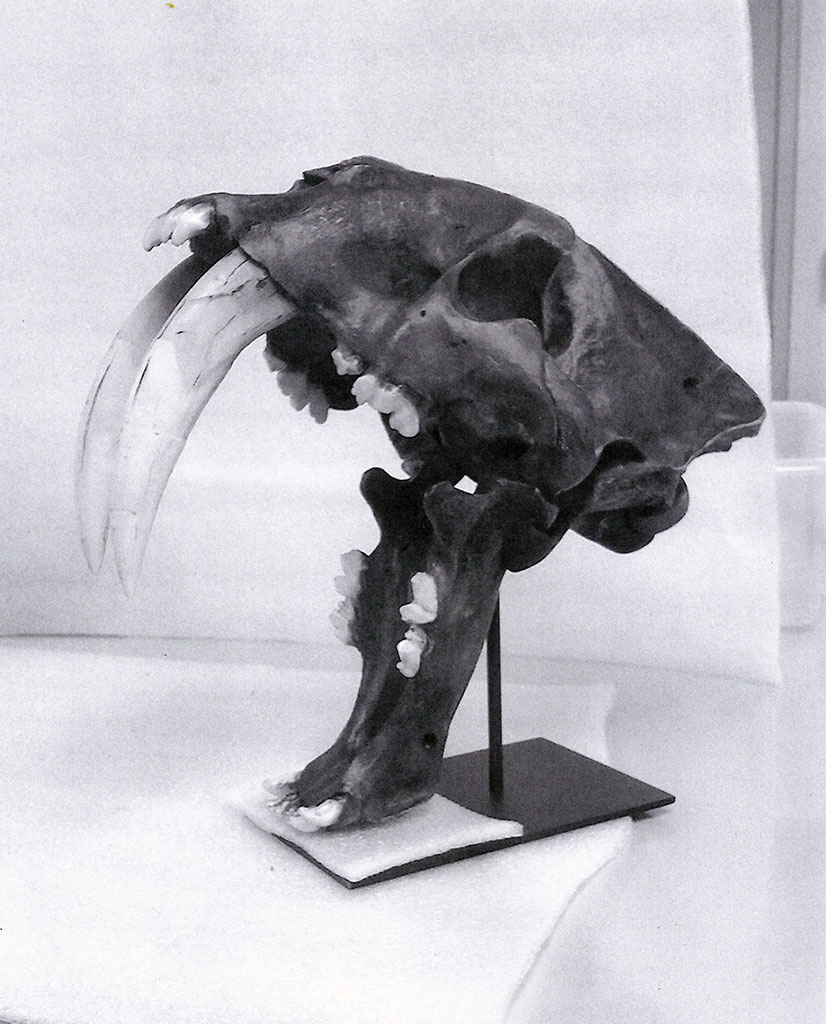 Smilodon skull