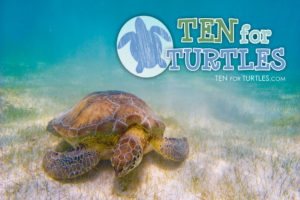 ten for turtles web design