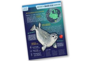 Ringed Seal Poster